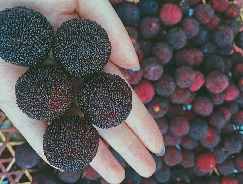 云南的炭梅长相也是比较喜人的,吃起来甜甜的,吃不了酸的小编一口一个